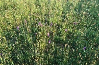 <i>Anacamptis morio</i>
