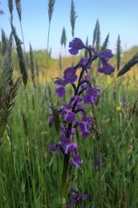 <i>Anacamptis morio</i>