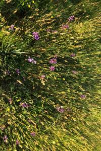 <i>Anacamptis morio</i>