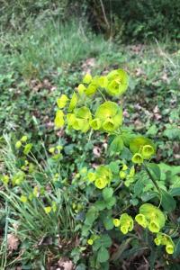 <i>Euphorbia amygdaloides</i>