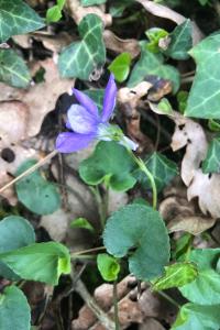 <i>Viola reichenbachiana</i>