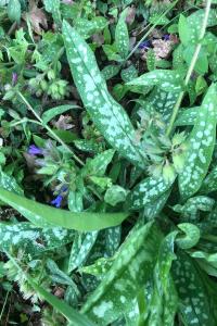 <i>Pulmonaria longifolia</i>