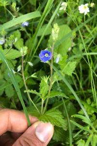 <i>Veronica chamaedrys</i>