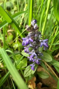 <i>Ajuga reptans</i>