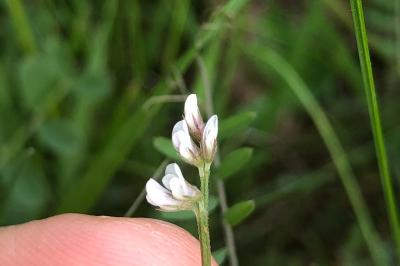 <i>Ervilia hirsuta</i>