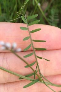 <i>Ervilia hirsuta</i>
