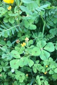 <i>Medicago arabica</i>