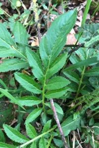 <i>Serratula tinctoria</i>