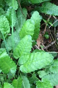 <i>Betonica officinalis</i>