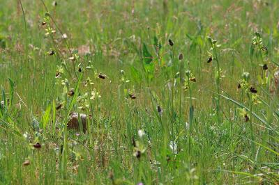 <i>Ophrys aranifera</i>