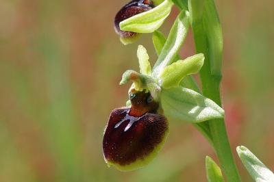 <i>Ophrys aranifera</i>