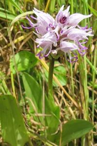 <i>Orchis simia</i>
