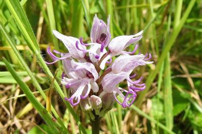 <i>Orchis simia</i>