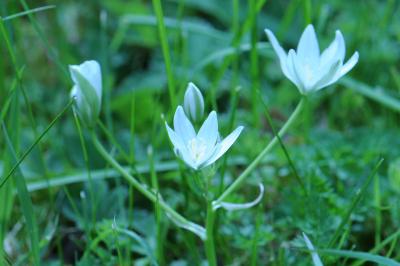 <i>Ornithogalum umbellatum</i>