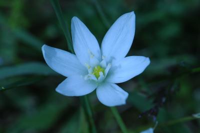 <i>Ornithogalum umbellatum</i>