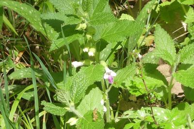 <i>Melittis melissophyllum</i>
