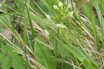 <i>Platanthera bifolia</i>