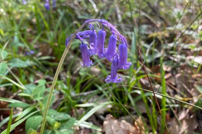 <i>Hyacinthoides non-scripta</i>