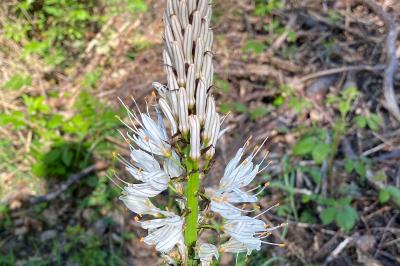 <i>Asphodelus albus</i>