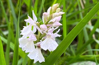 <i>Dactylorhiza maculata</i>