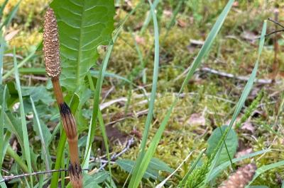 <i>Equisetum arvense</i>