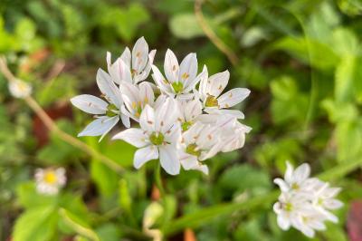 <i>Allium ursinum</i>