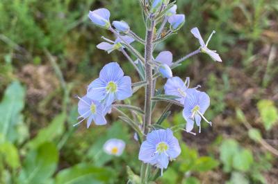 <i>Veronica chamaedrys</i>