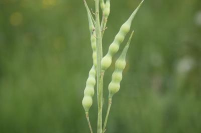 <i>Raphanus raphanistrum</i>