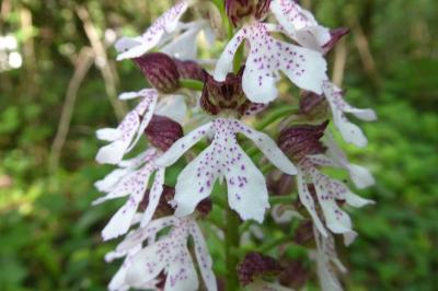 <i>Orchis purpurea</i>