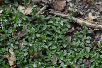 <i>Veronica serpyllifolia</i>