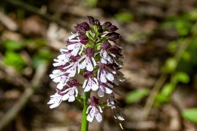 <i>Orchis purpurea</i>