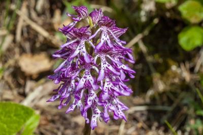 <i>Orchis x angusticruris</i>
