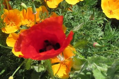 <i>Papaver rhoeas</i>