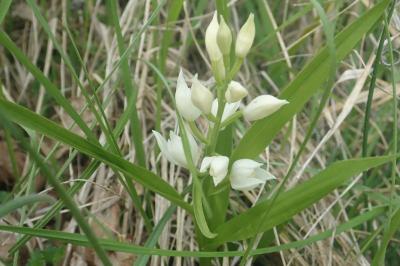 <i>Cephalanthera longifolia</i>