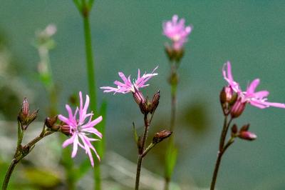 <i>Lychnis flos-cuculi</i>