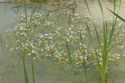 <i>Ranunculus aquatilis</i>