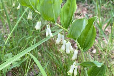 <i>Polygonatum multiflorum</i>