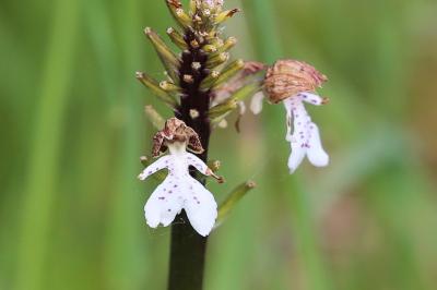 <i>Orchis purpurea</i>