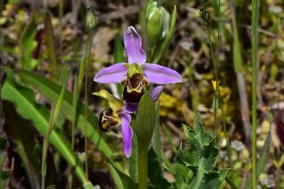 <i>Ophrys apifera</i>