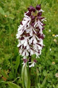 <i>Orchis purpurea</i>
