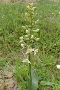 <i>Platanthera chlorantha</i>