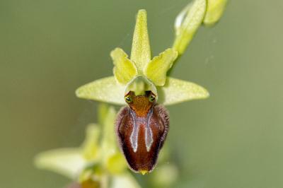 <i>Ophrys aranifera</i>