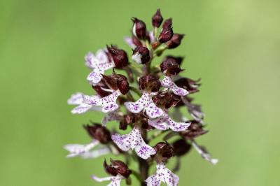 <i>Orchis purpurea</i>