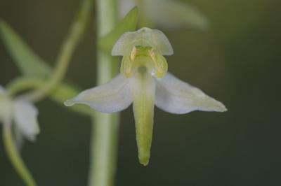 <i>Platanthera chlorantha</i>