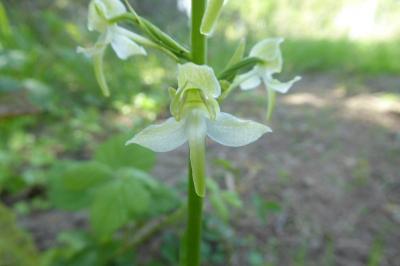 <i>Platanthera chlorantha</i>