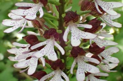 <i>Orchis purpurea</i>