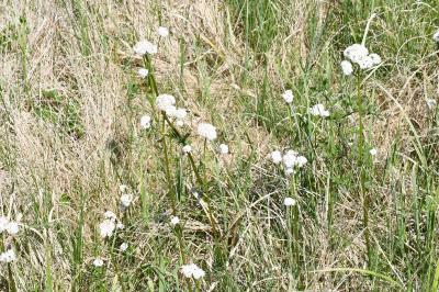 <i>Valeriana dioica</i>