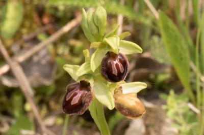 <i>Ophrys aranifera</i>