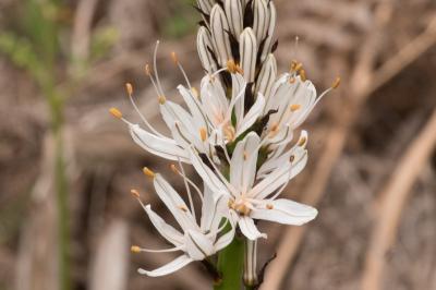 <i>Asphodelus albus</i>