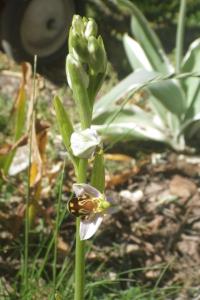 <i>Ophrys apifera</i>
